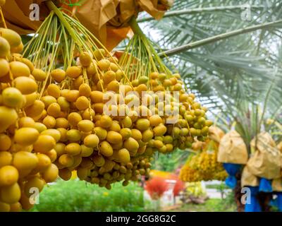 Datteln auf der Palme. Ein paar gelbe Datteln auf Dattelpalme auf der Farm. Stockfoto