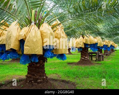 Datteln auf der Palme. Ein paar gelbe Datteln auf Dattelpalme auf der Farm. Stockfoto