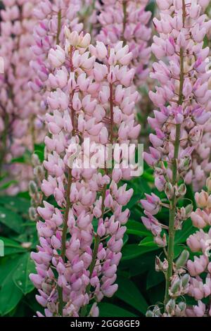 Rosa Lupine blüht auf dem Feld. Lupinus, allgemein bekannt als Lupin oder Lupin, ist eine Gattung der blühende Pflanzen in der Familie der Hülsenfrüchte, Fabaceae. Stockfoto