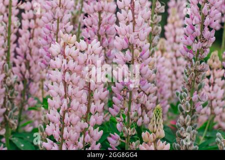 Rosa Lupine blüht auf dem Feld. Lupinus, allgemein bekannt als Lupin oder Lupin, ist eine Gattung der blühende Pflanzen in der Familie der Hülsenfrüchte, Fabaceae. Stockfoto