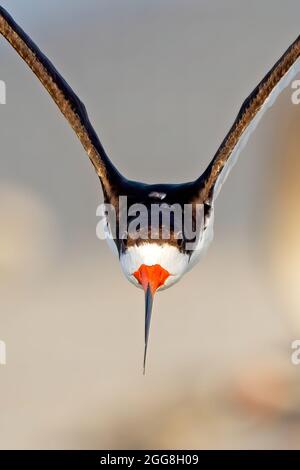 Schwarzer Skimmer Im Flug Kopf An Stockfoto