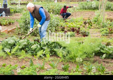 Älterer Mann, der auf Gemüsegeihen Boden hagt Stockfoto