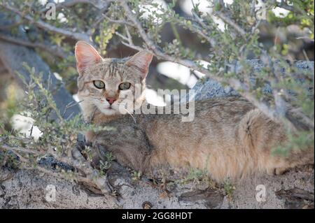Etosha National Park Namibia, Afrika, afrikanische Wildkatze. Stockfoto