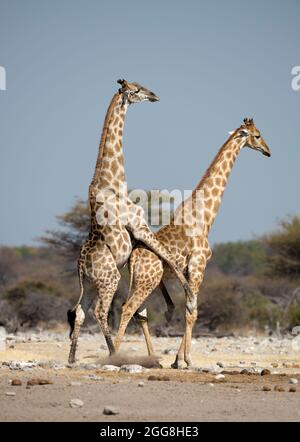 Giraffen-Paarung im Etosha National Park, Namibia.Afrika. Stockfoto