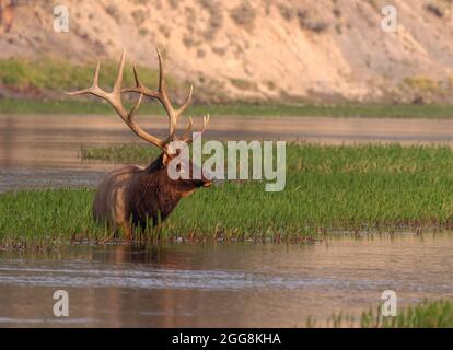 Ein Bullenelch kühlt im Yellowstone River im Yellowstone National Park ab Stockfoto