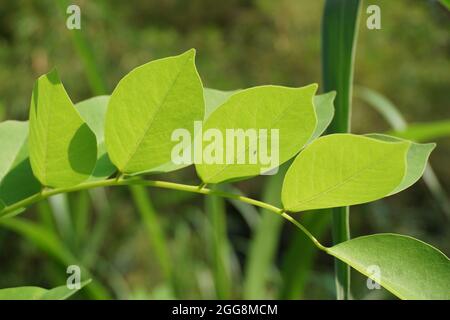 Dalbergia latifolia (auch bekannt als sonokeling, Sanakeling, Palisander) mit einem natürlichen Hintergrund. Stockfoto