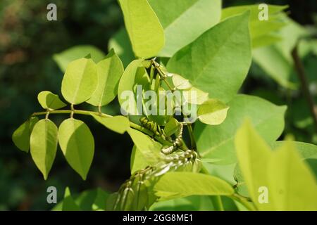 Dalbergia latifolia (auch bekannt als sonokeling, Sanakeling, Palisander) mit einem natürlichen Hintergrund. Stockfoto