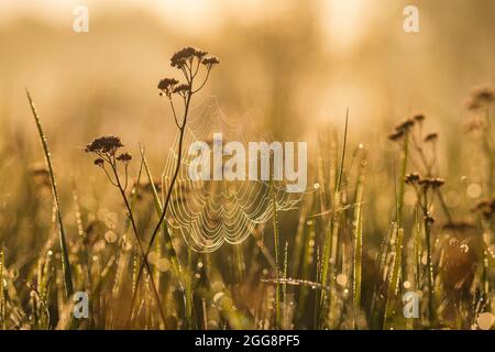 Spinnennetz auf einem Wiesengras früh in der Morgensonne. Stockfoto