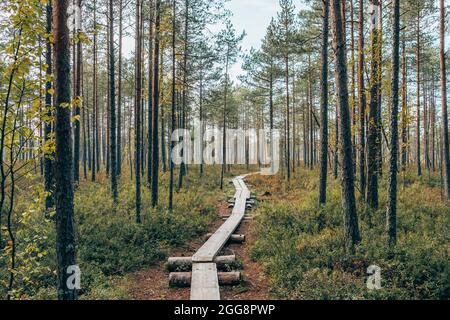 Holzweg im bunten Herbst Tundra Wald Stockfoto