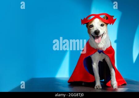 Netter glücklicher Jack Russell Terrier Hund in rotem Superhelden Umhang und Maske, der mit der Zunge vor blauem Hintergrund im Studio mit li auf die Kamera schaut Stockfoto