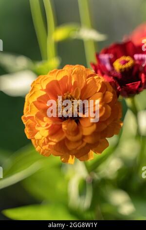 Zinnia elegans einheimische mexikanische Blumen wachsen im australischen Garten Stockfoto