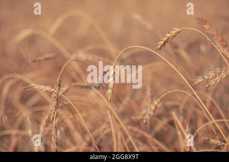 Ähren von Weizen oder Roggen, die bei Sonnenuntergang auf dem Feld wachsen. Roggenfeld während der Erntezeit auf einem landwirtschaftlichen Feld. Hintergrund der reifenden Ohren von w Stockfoto