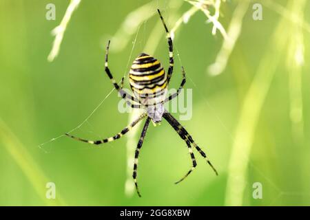 Argiope bruennichi (Wespenspinne) im Netz, invasive Arten von Orb-Netz Spinne in Mitteleuropa, Tschechische Republik Wildtiere verteilt Stockfoto