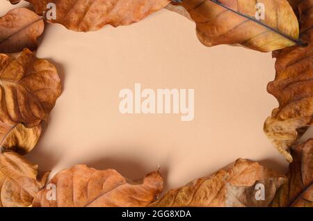 Modell. Herbstliche trockene Blätter auf beigem Hintergrund aus Chiffon. Selektiver Fokus. Stockfoto