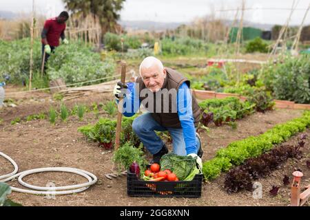 Älterer Gartenbauer hält Kiste mit Gemüseernte Stockfoto