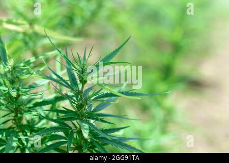 Blühende Marihuana-Pflanze mit frühen weißen Blüten, Cannabis-Sativa-Blättern, Marihuana. Großer Indoor Marihuana kommerzieller Wachstumsbetrieb. Ausgewählte fo Stockfoto