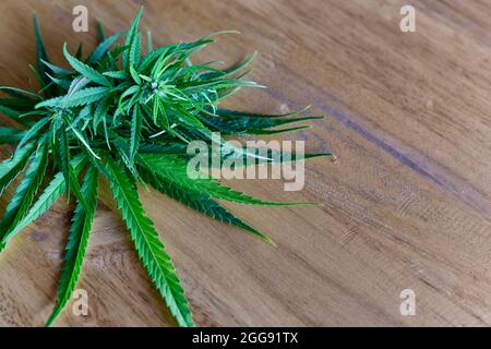 Medizinisches Marihuana auf dem Holztisch. Kommerzieller Marihuana Grow-Betrieb. Speicherplatz kopieren Stockfoto
