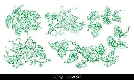 Hopfenpflanze Zweig handgezeichnete grüne Skizze gesetzt. Hopfen mit Blättern und Zapfen kantig Kräuter-Design gezeichnet Gravur Stil. Skizzen für Bierverpackung Design Logo, Etikett, Emblem, Muster Stock Vektor