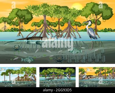 Verschiedene Mangrovenwaldlandschaftsszenen mit Tierdarstellung Stock Vektor