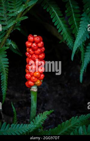 Herren und Damen, oder Kuckuckspint, eine giftige Pflanze. Stockfoto