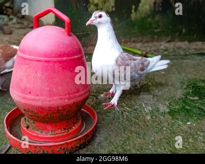 Nahaufnahme einer weißen Taube, die in der Nähe eines roten Wasserbehälters steht Stockfoto