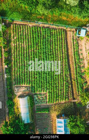 Luftaufnahme Des Gemüsegartens In Kleinstadt Oder Dorf. Kartoffelplantage Und Gewächshaus Am Sommerabend. Village Garden Betten Stockfoto