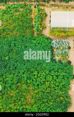 Luftaufnahme Des Gemüsegartens. Kartoffelplantage Und Gewächshaus Am Sommerabend. Village Garden Betten. Flache Ansicht Von Oben Stockfoto