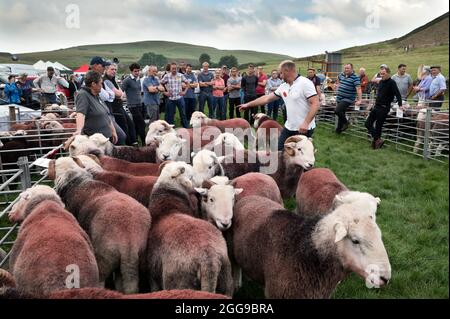 Die Beurteilung von Herdwick Schafen bei den Shepherds treffen sich auf der Ennerdale Show, Kirkland, Cumbria, Großbritannien Stockfoto