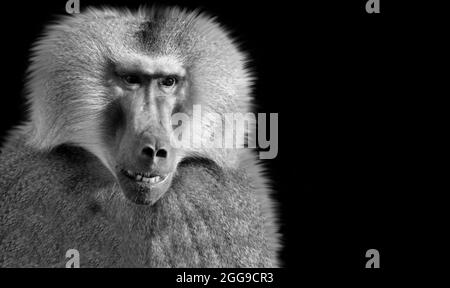 Black And White Baboon Closeup Face Stockfoto