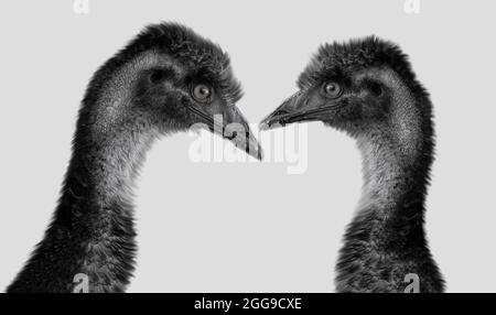 Zwei Niedliche Emu-Vögel Schließen Sich Auf Dem Weißen Hintergrund Zusammen Stockfoto