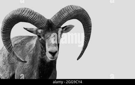 Big Horn Mouflon Steht Auf Dem Weißen Hintergrund Stockfoto