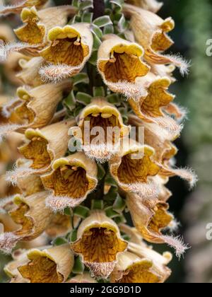 Eine Nahaufnahme eines Teils der kupferfarbenen Blütenspitze von Digitalis ferruginea Stockfoto