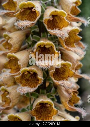 Eine Nahaufnahme eines Teils der kupferfarbenen Blütenspitze von Digitalis ferruginea Stockfoto