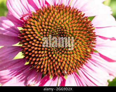 Eine Nahaufnahme des Zentrums einer Echinacea - Kegelblume, die die Anordnung der Blüten in einer Fibonacci-Spirale zeigt Stockfoto