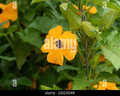 Eine Nahaufnahme einer gelben, schwarzen, zentrierten Blume der jährlichen Bergsteigerin Thunbergia alata - Black Eyed Susan