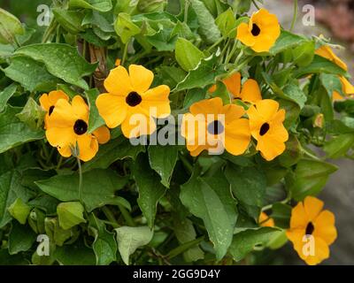 Eine Gruppe der gelben Blüten der jährlichen Bergsteigerin Thunbergia alata - Black Eyed Susan