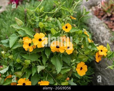 Eine Gruppe der gelben Blüten der jährlichen Bergsteigerin Thunbergia alata - Black Eyed Susan Stockfoto