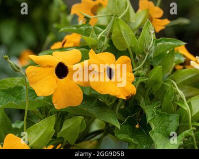 Eine Gruppe der gelben Blüten der jährlichen Bergsteigerin Thunbergia alata - Black Eyed Susan Stockfoto