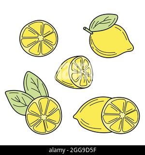 Vektor handgezeichnete Zitrone. Tropische Früchte. Skizze. Doodle isoliert auf weißem Hintergrund. Perfekt für den Sommer. Stock Vektor