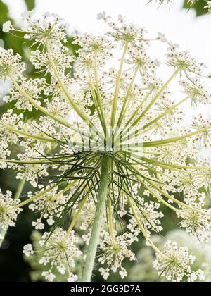 Eine Nahaufnahme der Unterseite einer wilden Karottenblume gegen das Licht, die das zarte Spitzenmuster der Blüten zeigt Stockfoto