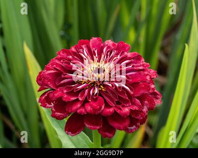 Eine Nahaufnahme einer einzelnen Blume der tiefroten Zinnia Florist F1 Deep Red Stockfoto