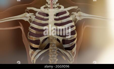 3d-Illustration des menschlichen Atmungssystems, Konzept der Raucherlungungen, sichtbare Lunge, Lungenventilation, Pathologie, Nikotinabhängigkeit, Da Stockfoto