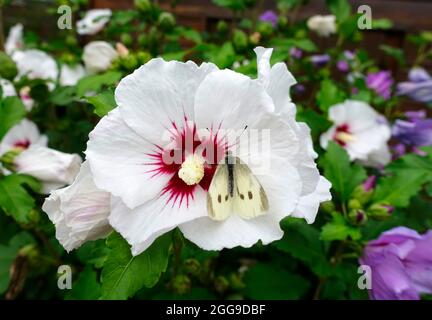 Schmetterling (Polyommatus semiargus) auf einer Blume Stockfoto