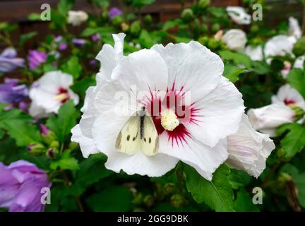 Schmetterling (Polyommatus semiargus) auf einer Blume Stockfoto