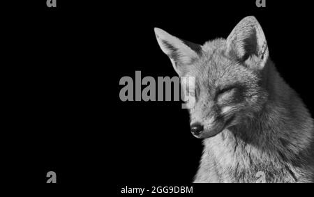 Black And White Fox Entspannt Auf Dem Schwarzen Hintergrund Stockfoto