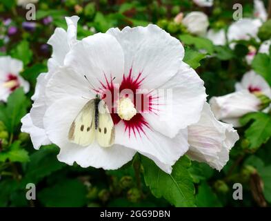 Schmetterling (Polyommatus semiargus) auf einer Blume Stockfoto