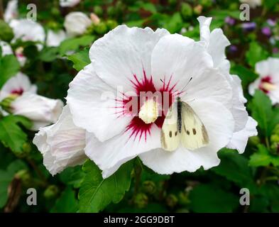 Schmetterling (Polyommatus semiargus) auf einer Blume Stockfoto