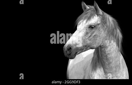 Schönes Weißes Porträt Pferd Nahaufnahme Gesicht In Den Schwarzen Hintergrund Stockfoto