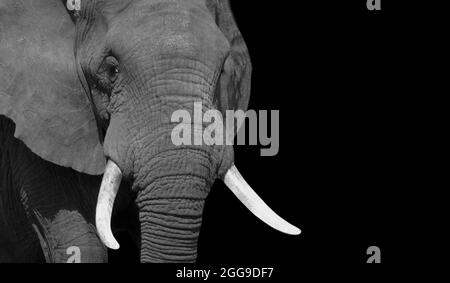 Erstaunliche Schwarz-Weiß-Elefant Nahaufnahme Gesicht Mit Großen Zähnen Stockfoto