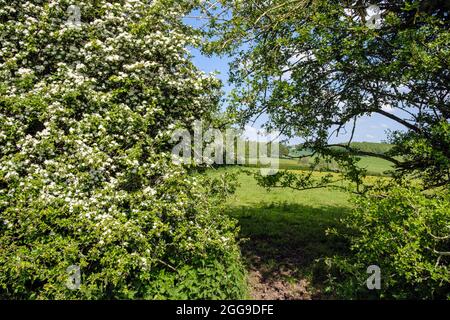 Weißdorn in Blüte, Osmaston, Derbyshire Stockfoto